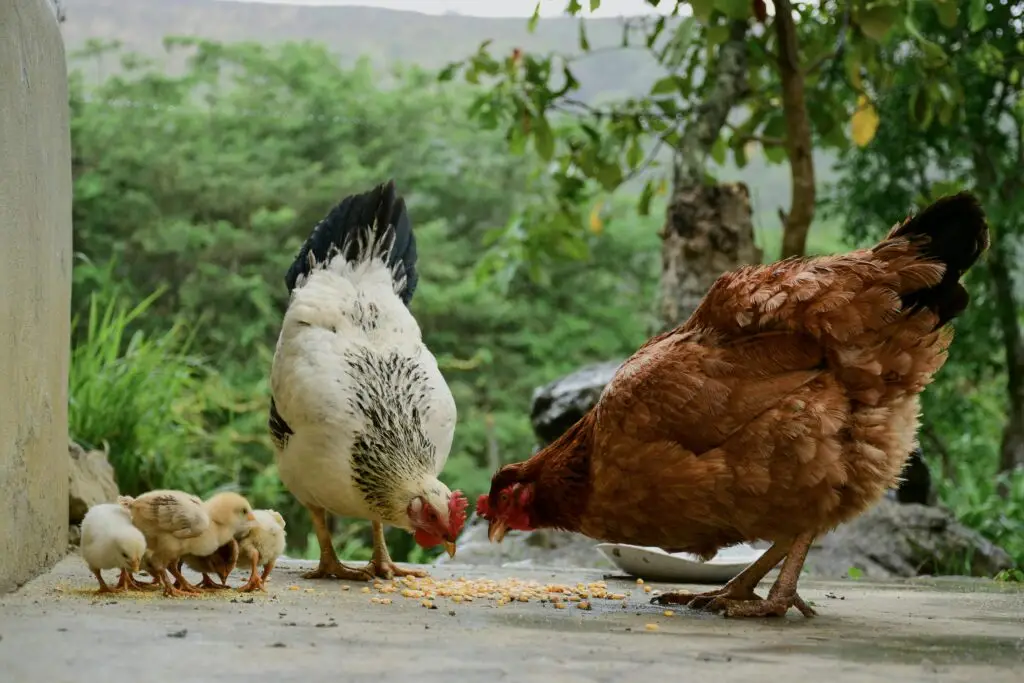 A family of chickens feeding outdoors in Manacapuru, Brazil, amidst lush green surroundings.